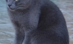С кои котки се чувстват опасни?